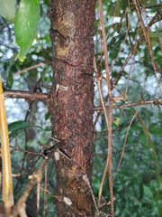Photinia bodinieri