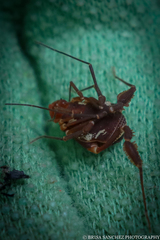 Erginulus roeweri