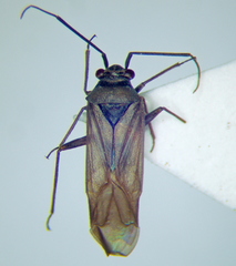 Hyoidea kerzhneri
