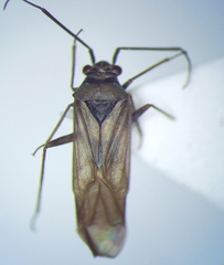 Hyoidea kerzhneri