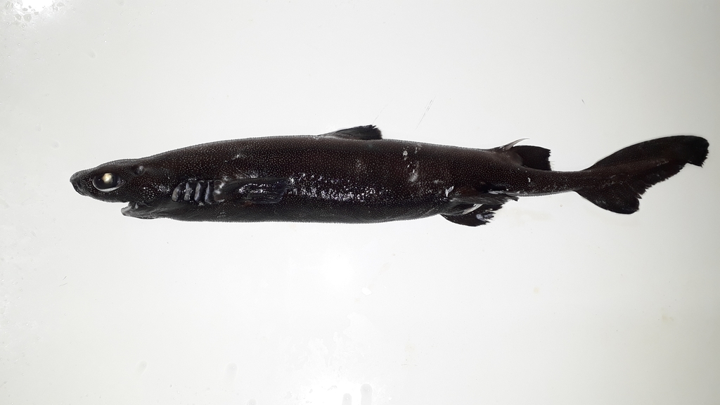 Granular dogfish (Centroscyllium granulatum) — Etmopteridae