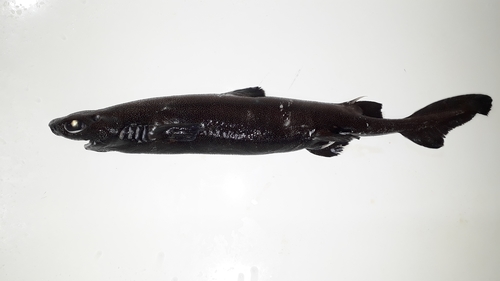 Granular dogfish (Centroscyllium granulatum) — Etmopteridae