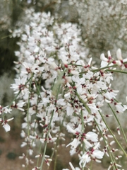 Retama monosperma