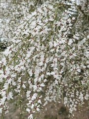 Retama monosperma