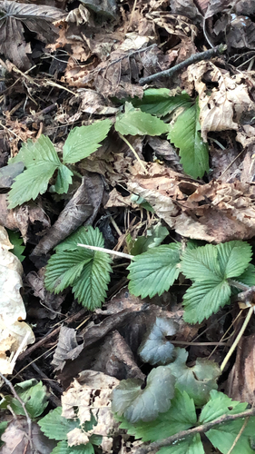 Paprastoji žemuogė