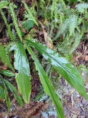 Alpinia japonica