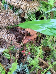 Alpinia japonica