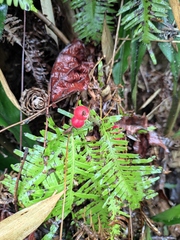 Alpinia japonica