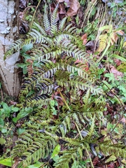 Dryopteris bissetiana