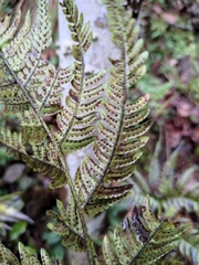Dryopteris bissetiana
