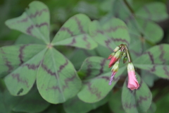 Oxalis tetraphylla