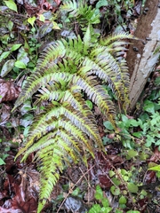 Dryopteris bissetiana