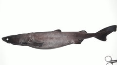 Velvet Dogfish photo 1