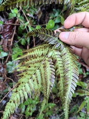 Dryopteris bissetiana