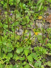 Lobelia feayana image