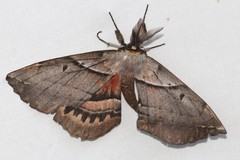 Chelepteryx chalepteryx