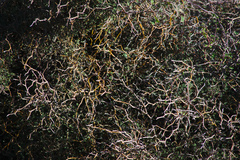 Sophora prostrata