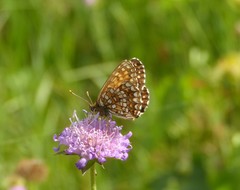 Melitaea diamina