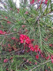 Grevillea rosmarinifolia