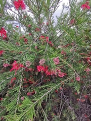 Grevillea rosmarinifolia