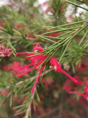 Grevillea rosmarinifolia