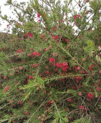 Grevillea rosmarinifolia