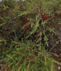 Grevillea rosmarinifolia