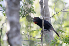 Melopyrrha violacea