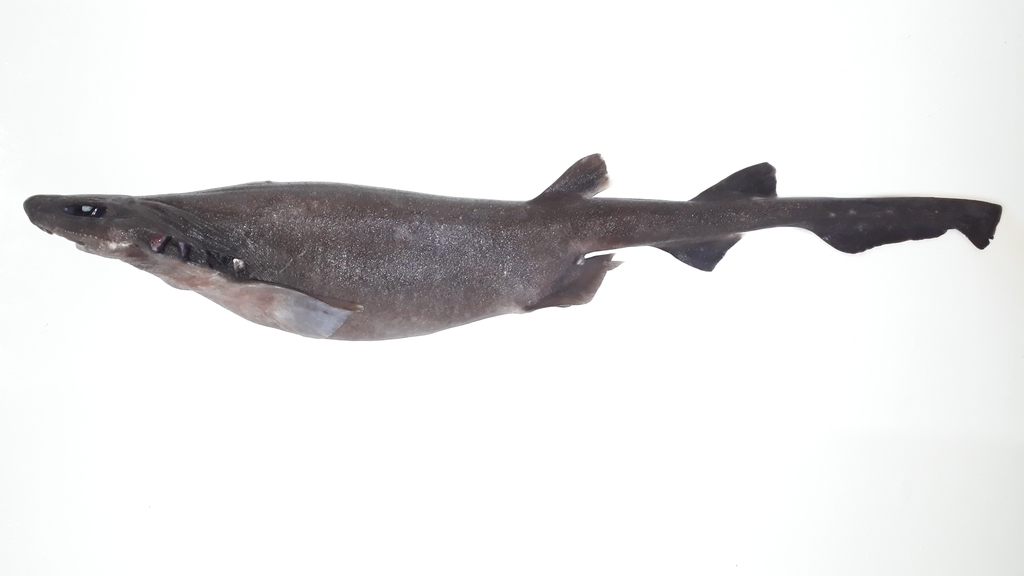 Dusky Catshark