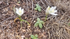 Ornithogalum orthophyllum