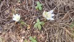 Ornithogalum orthophyllum