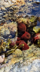 Actinia equina