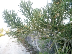 Euphorbia tirucalli