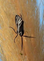 Ctenucha vittigera