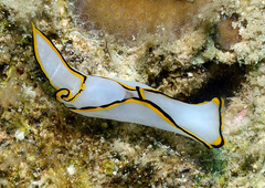 Chelidonura pallida