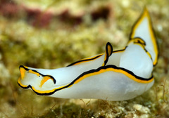 Chelidonura pallida