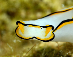 Chelidonura pallida