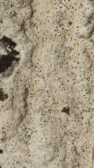 Bagliettoa calciseda