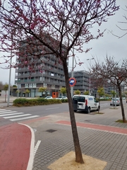 Cercis siliquastrum