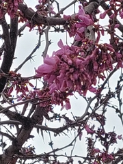 Cercis siliquastrum