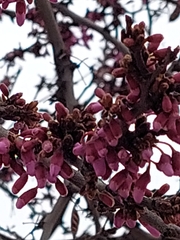 Cercis siliquastrum