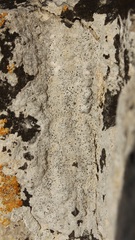 Bagliettoa calciseda