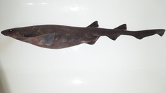 Bythaelurus canescens