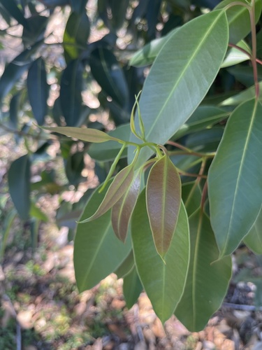 Eucalyptus robusta