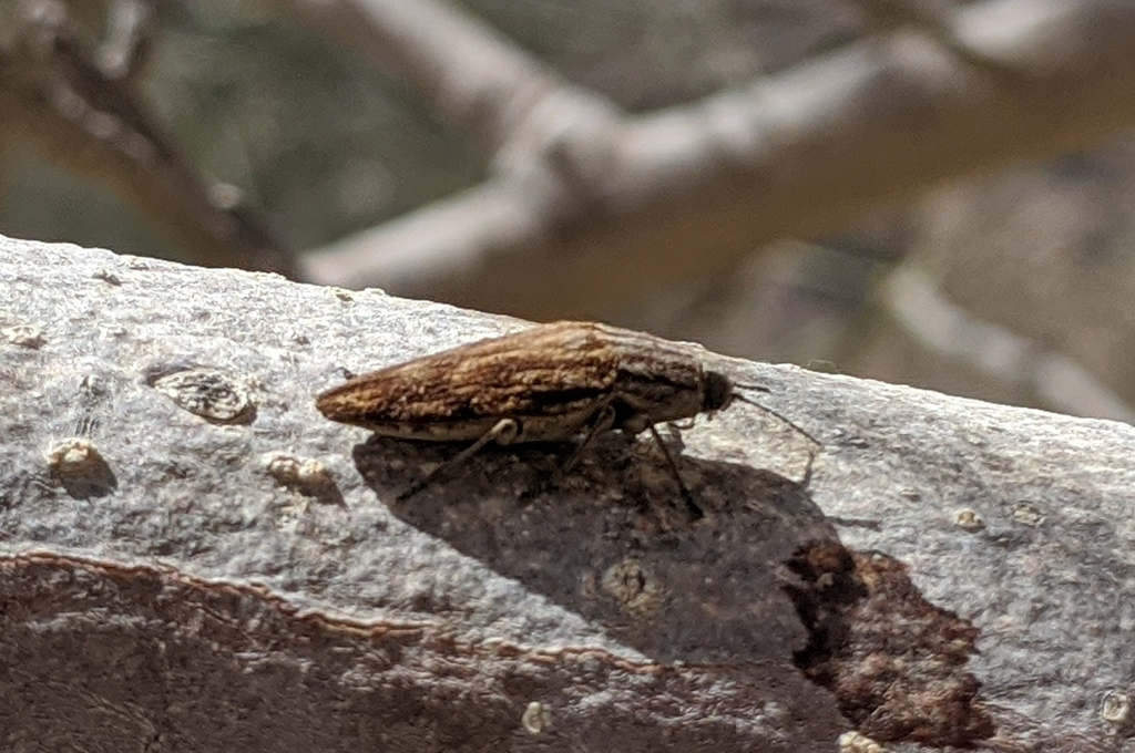 Sphenoptera arabica