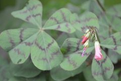 Oxalis tetraphylla