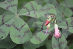 Oxalis tetraphylla