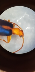Brachinus sclopeta