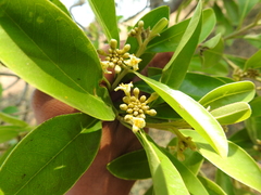 Daphnopsis americana