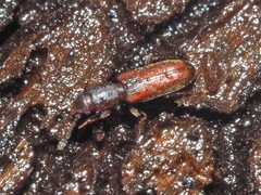 Silvanus unidentatus